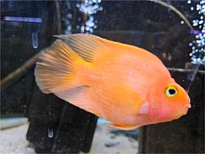 Big Orange Fish